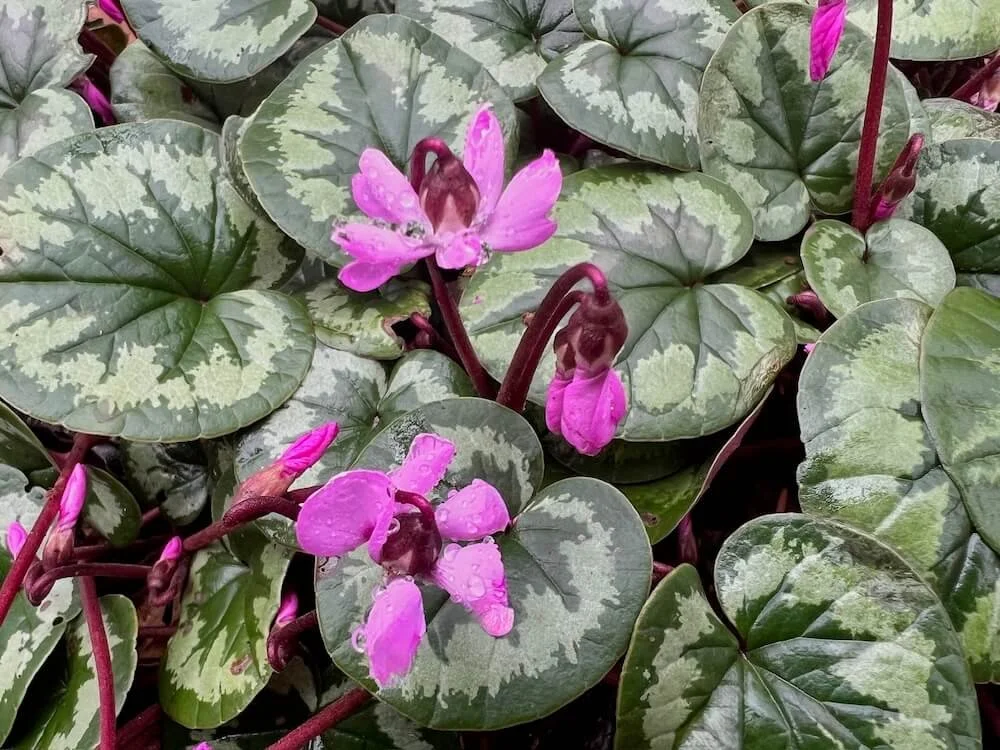 Cyclamen coum | Persian Violet