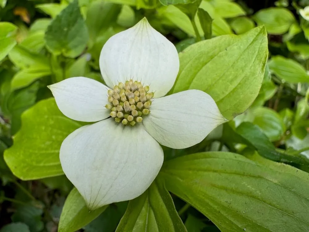 Cornus canadensis 01.jpeg