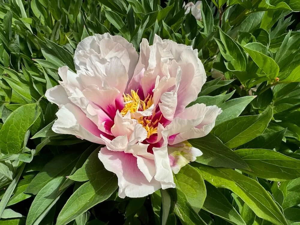 Paeonia 'Cora Louise' 05.jpeg