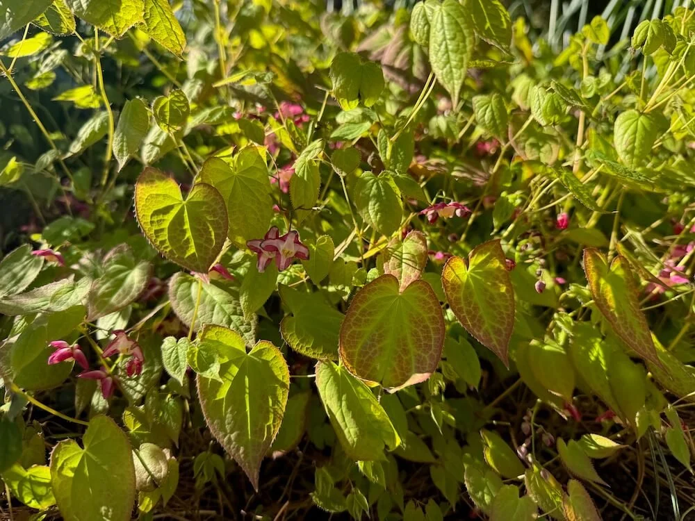 Epimedium x versicolor 03.jpeg