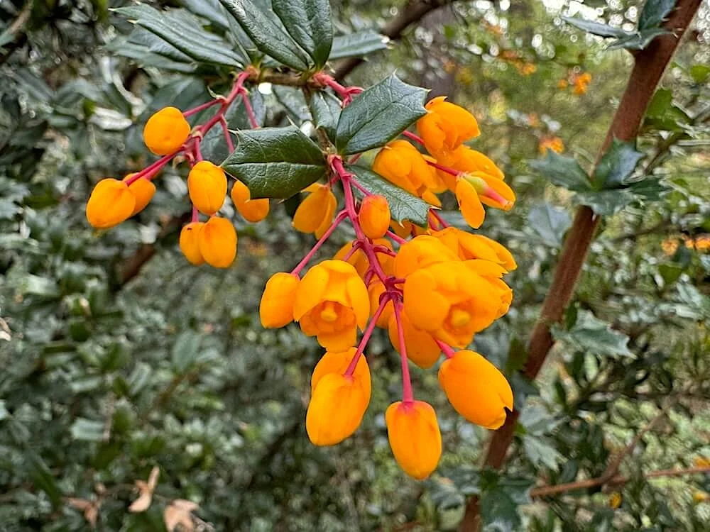 Berberis darwinii 02.jpeg