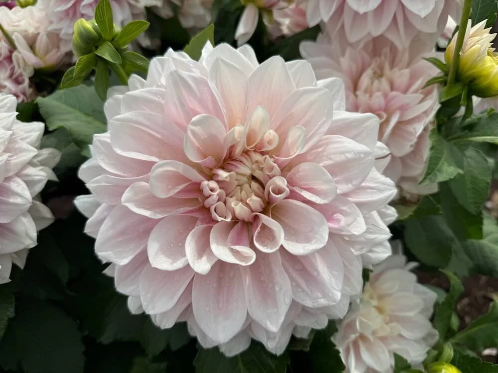 Dahlia 'Dreamland' 01.jpeg