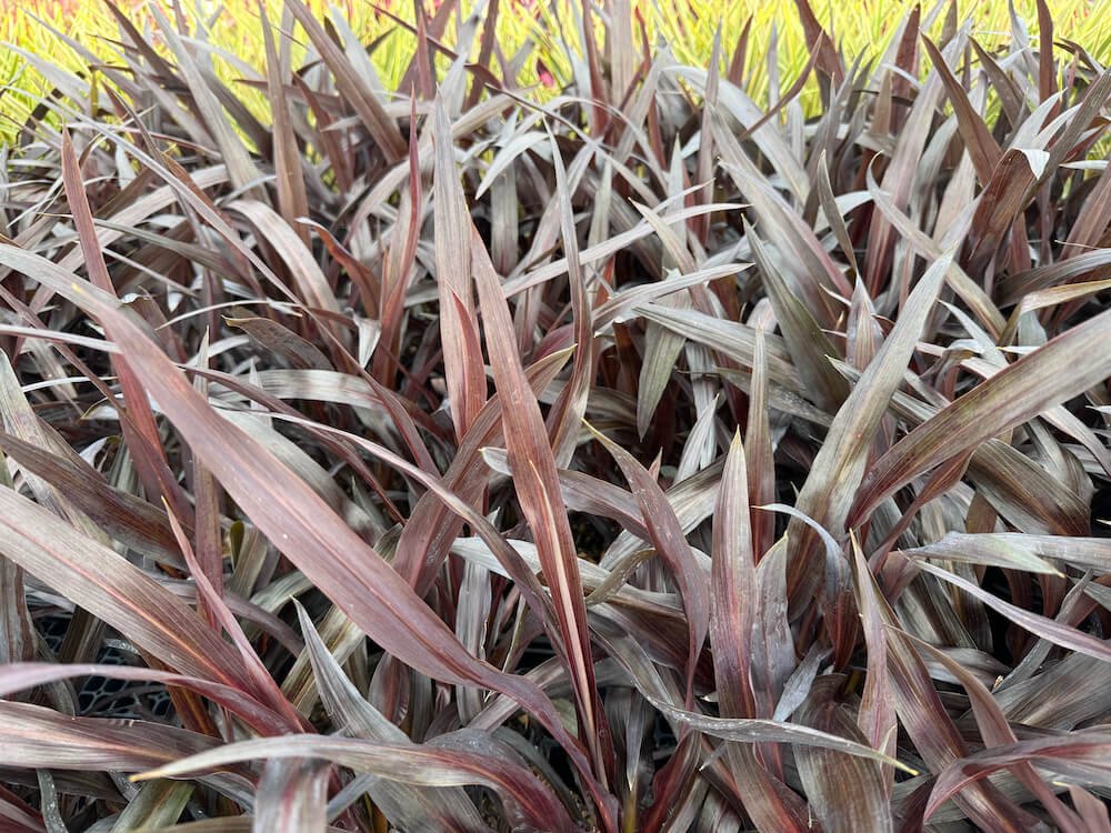 Cordyline australis 'Renegade' 01.jpeg