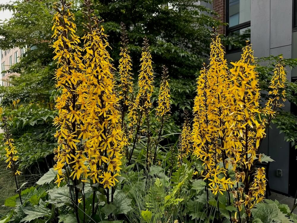 Ligularia stenocephala 'The Rocket' 05.jpeg