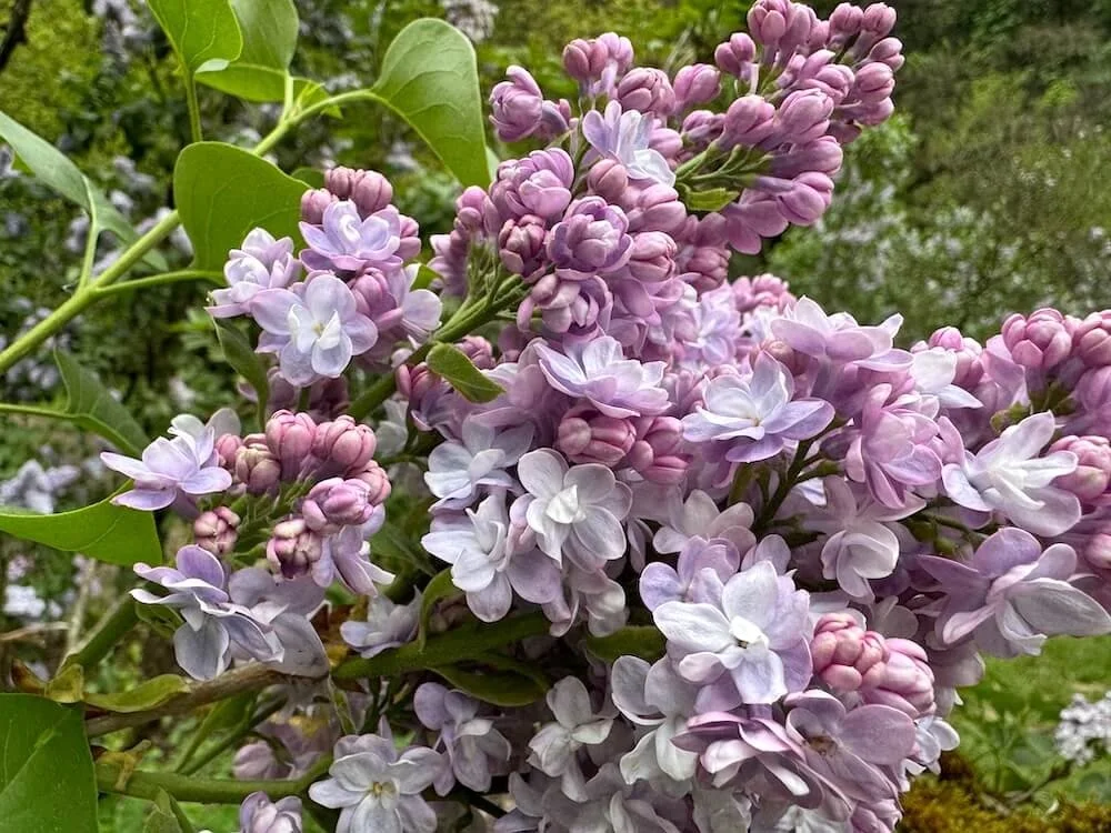 Syringa vulgaris ‘Katherine Havemeyer' 01.jpeg