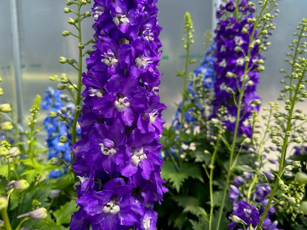 Delphinium elatum 'Aurora Deep Purple' 01.jpeg