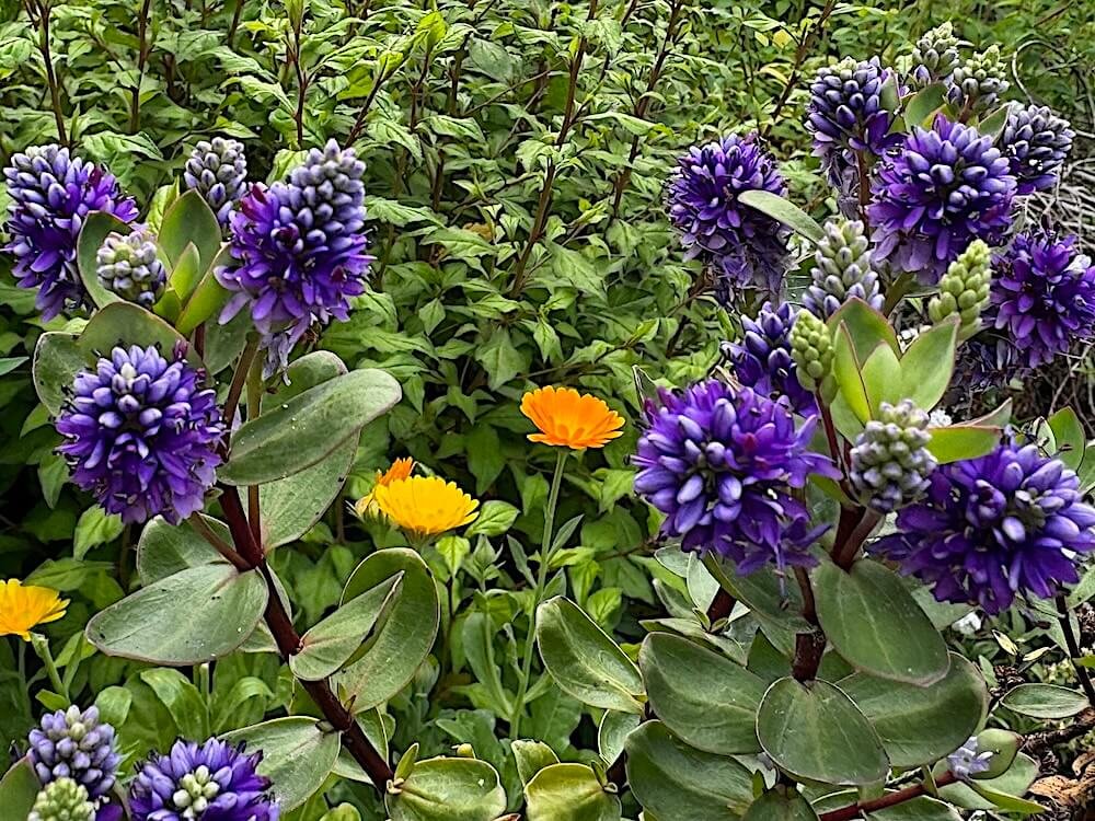 Veronica x franciscana 'Blue Gem' 04.jpg