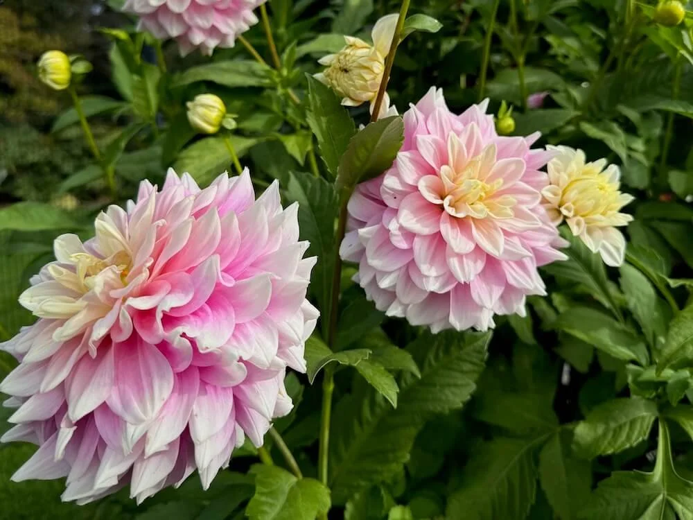 Dahlia 'Innocence' 04.jpeg