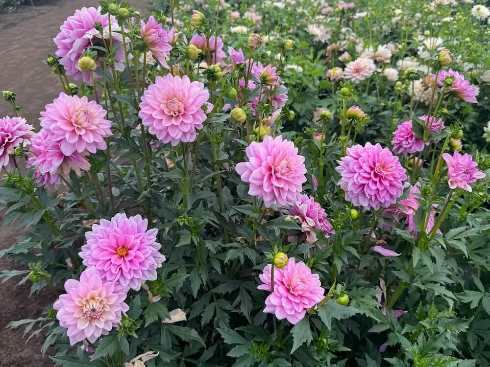 Dahlia 'Heather Feather' 04.jpeg