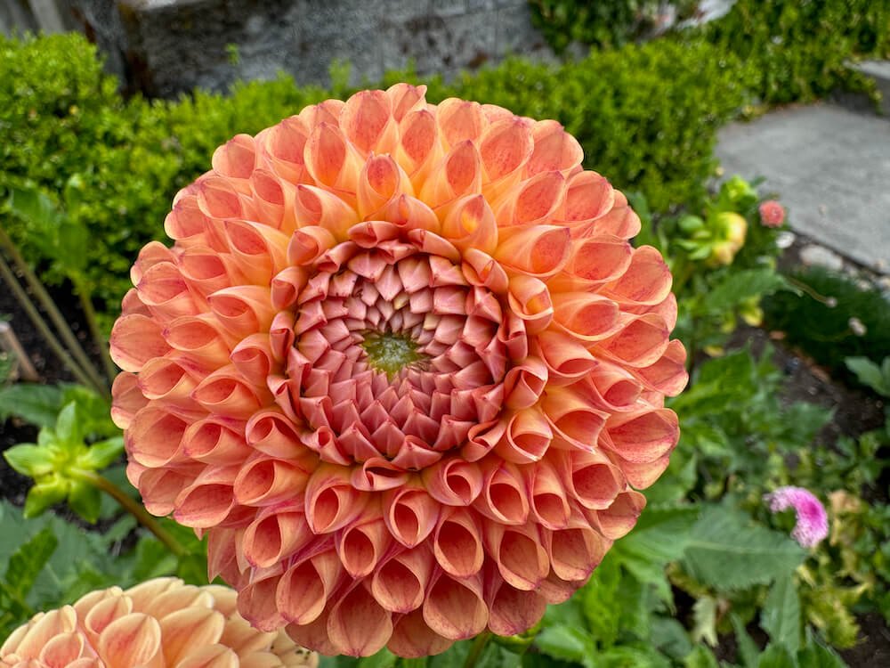 Dahlia 'Cornel Bronze' 02.jpeg