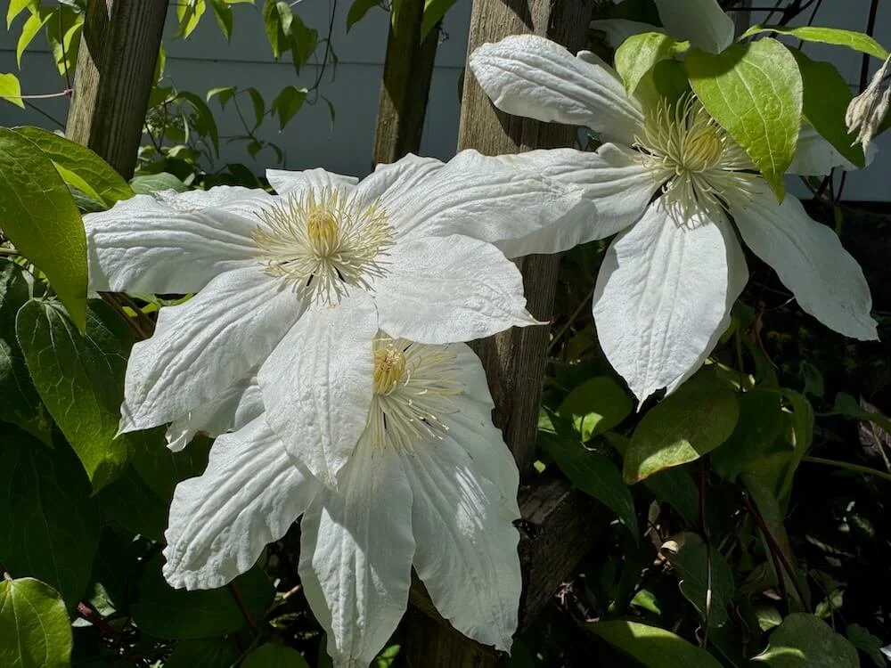 Clematis patens 'Miss Cavell' 02.jpeg