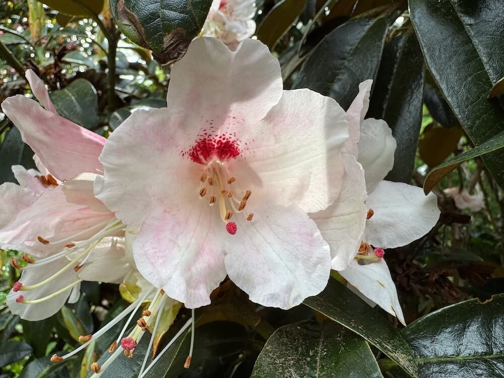 Rhododendron 'Marissa' 01.jpeg