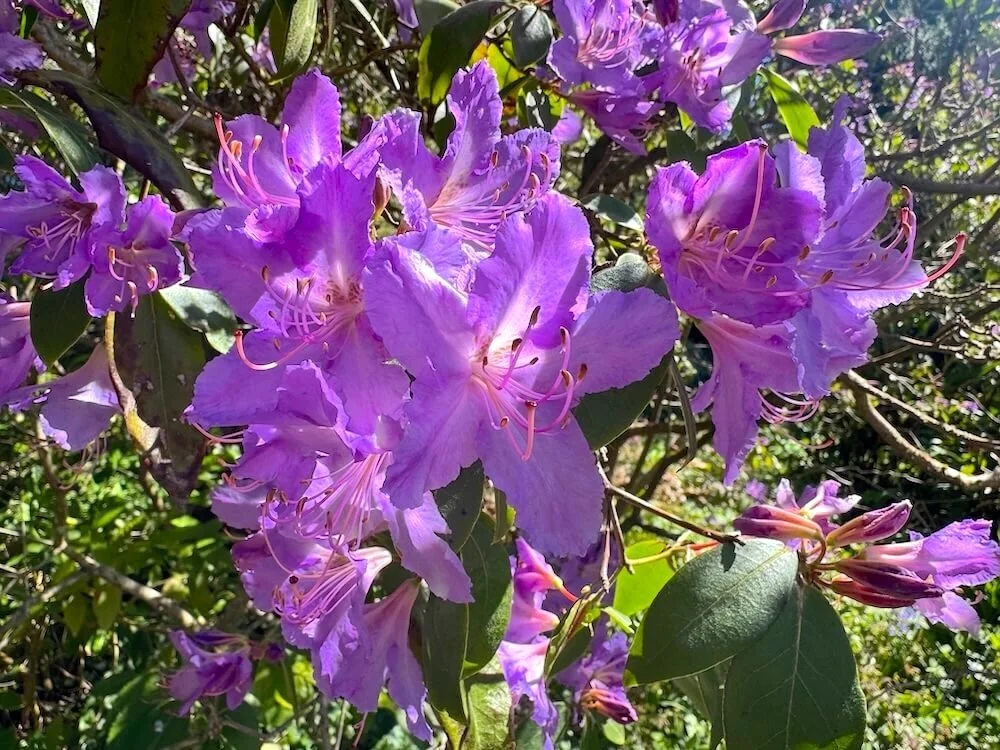 Rhododendron augustinii var. chasmanthum 'Tower Court' 02.jpeg