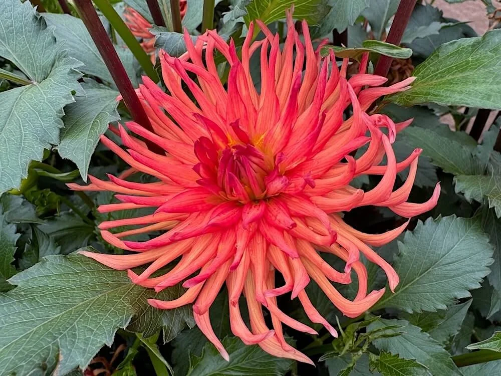 Dahlia 'Bed Head' 02.jpeg