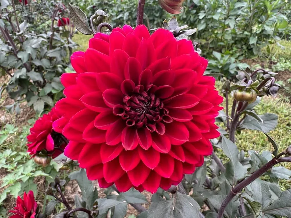 Dahlia 'Red Choc Eden' | Red Choc Eden Dahlia