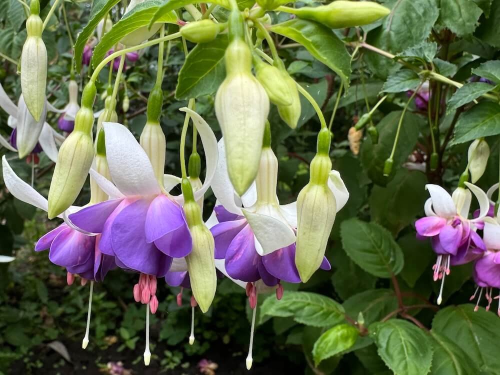 Fuchsia 'Delta's Sarah' 03.jpg