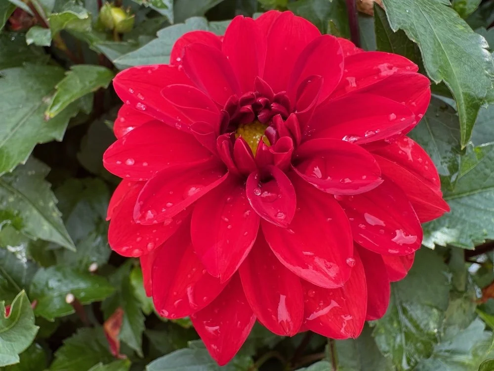 Dahlia 'Cherry Drop' 02.jpeg