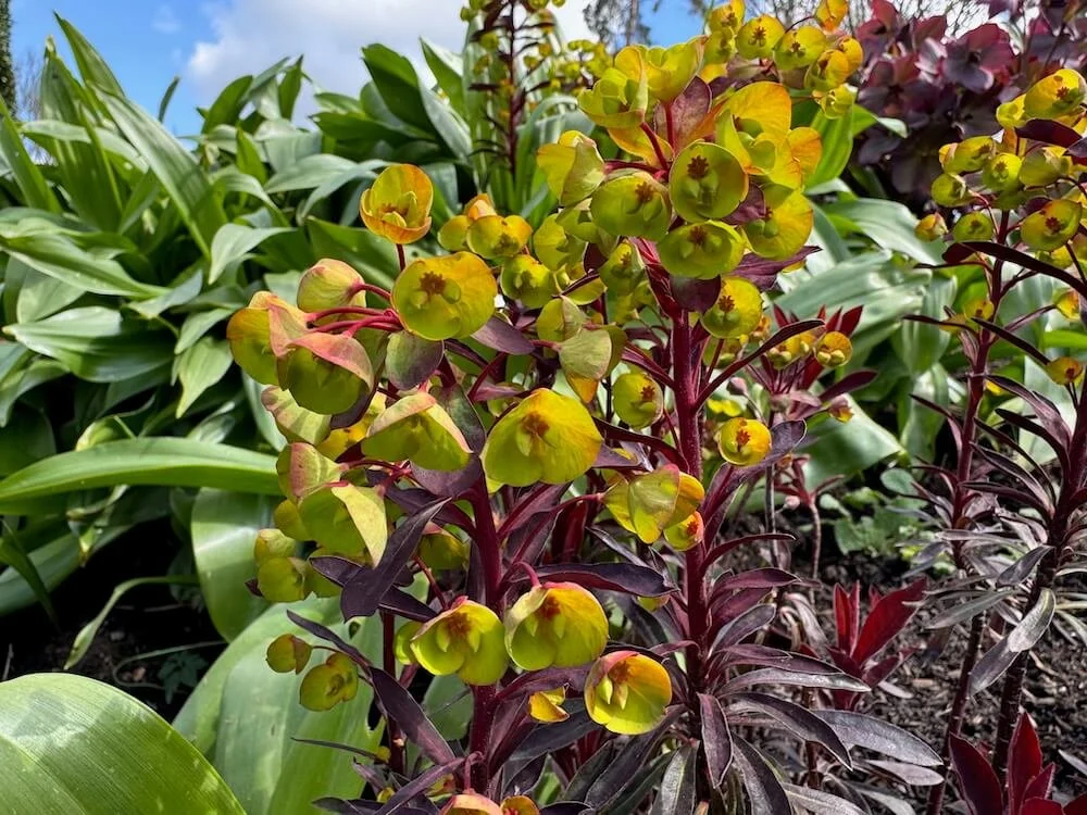 Euphorbia 'Miners Merlot' 09.jpeg