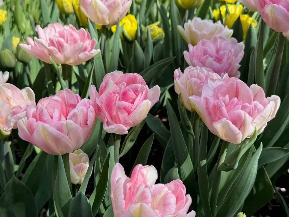 Tulipa 'Finola' | Finola Double Tulip