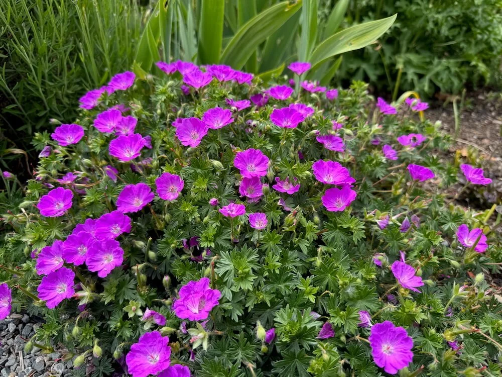 Geranium sanguineum 'Max Frei' 03.jpeg