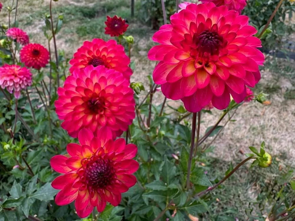 Dahlia 'Raz-Ma-Taz' 03.jpeg