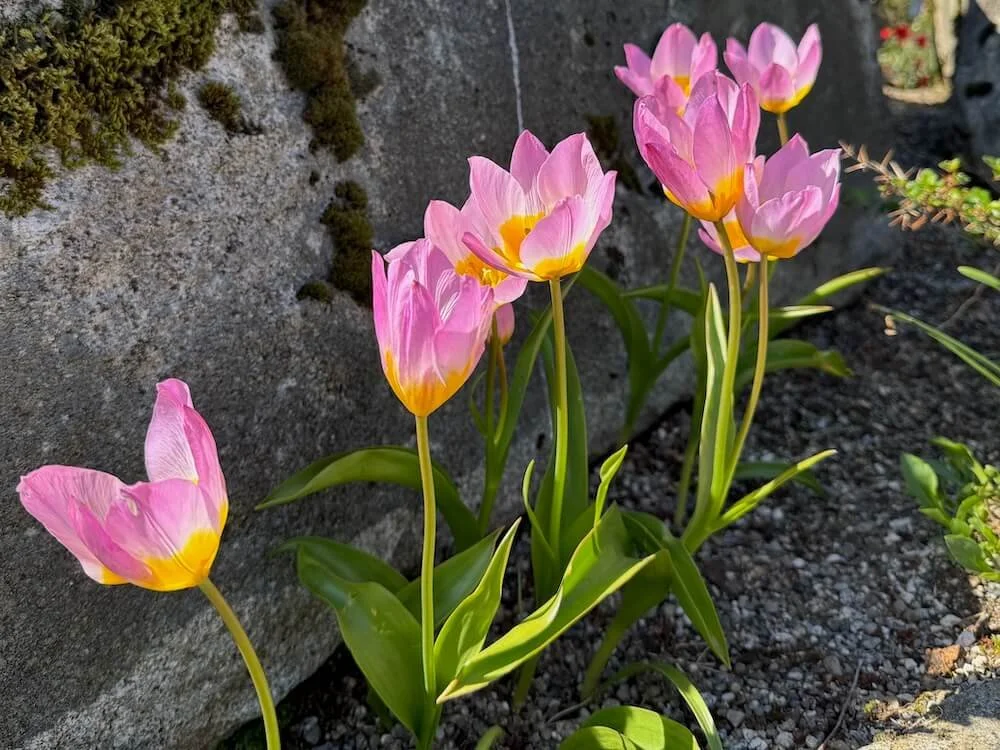 Tulipa saxatilis 03.jpeg