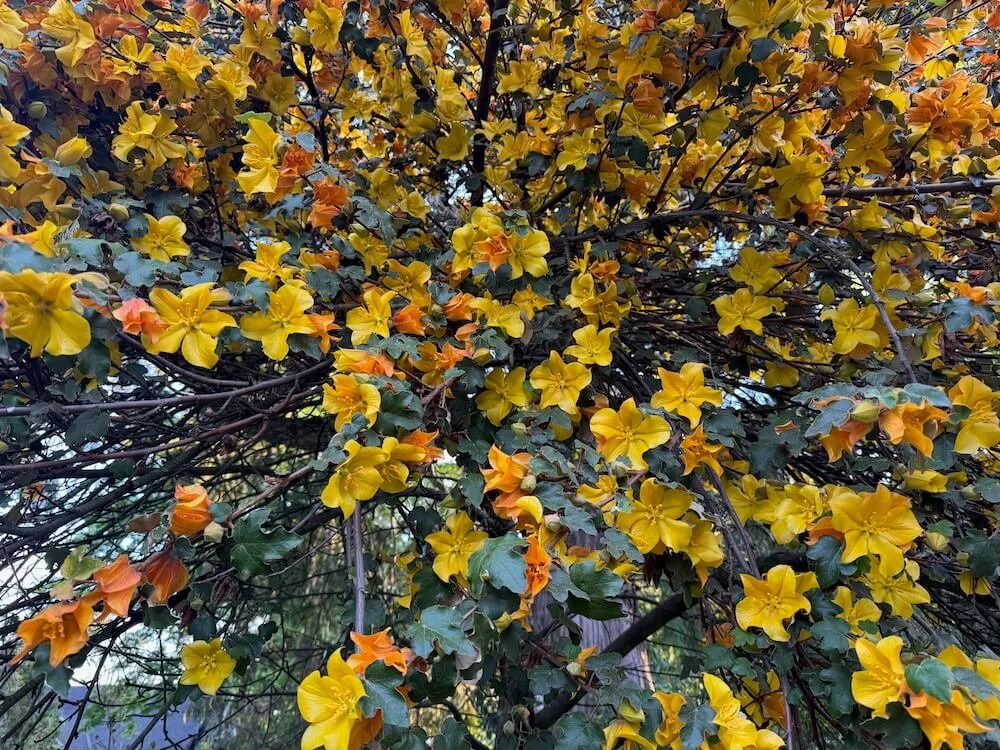 Fremontodendron californicum 'Pacific Sunset' 04.jpeg