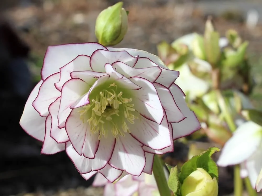 Helleborus x hybridus 'Fire and Ice'  02.jpeg