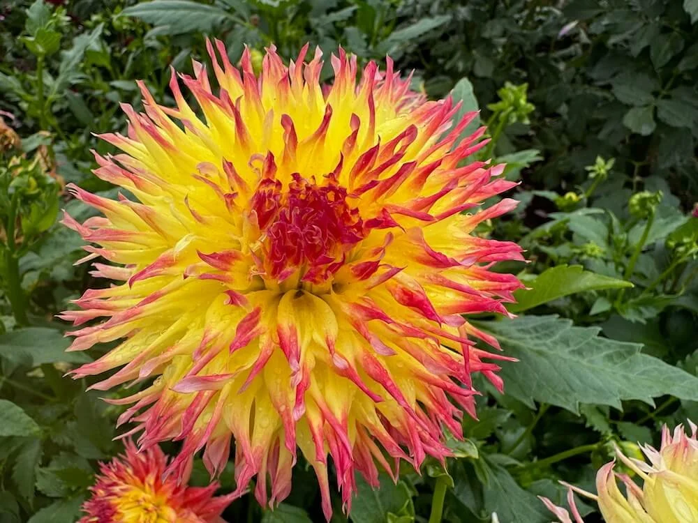 Dahlia 'Pinelands Pam' 04.jpeg