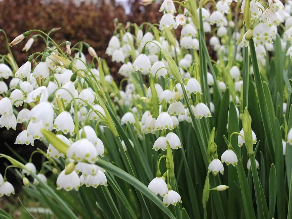 Leucojum aestivum | Summer Snowflake