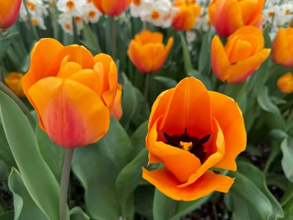 Tulipa 'Orange Emperor' 02.jpeg