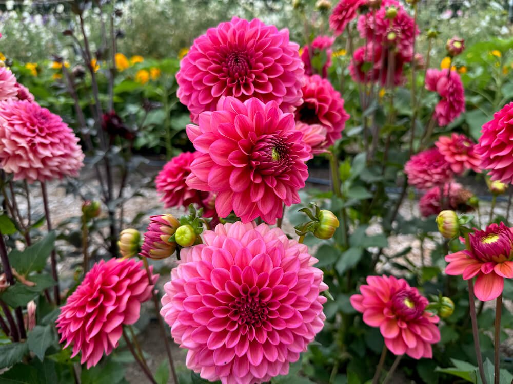 Dahlia 'Salmon Runner' 02.jpeg