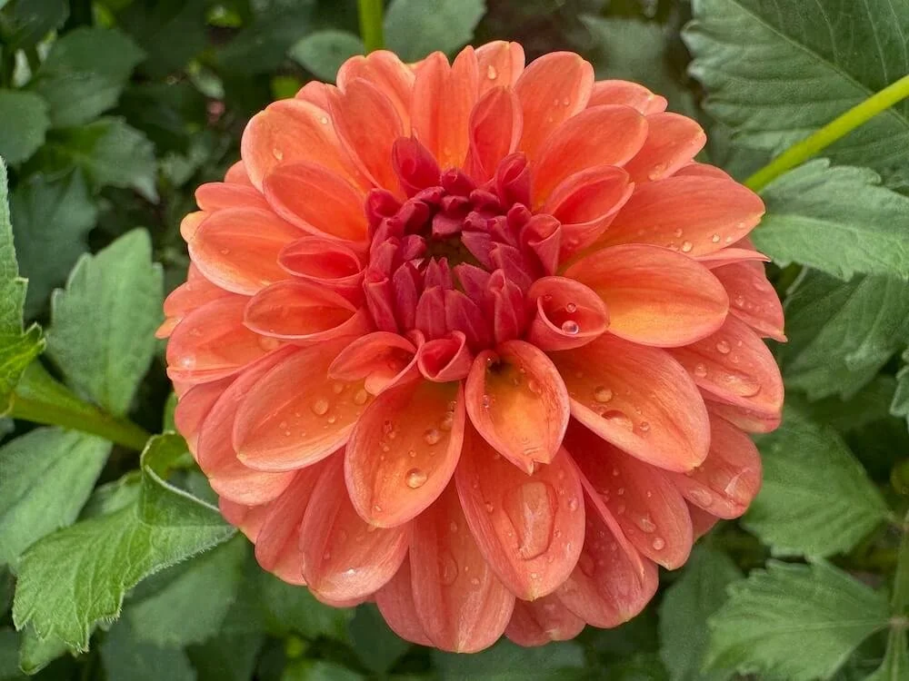 Dahlia 'Gingeroo' 01.jpeg