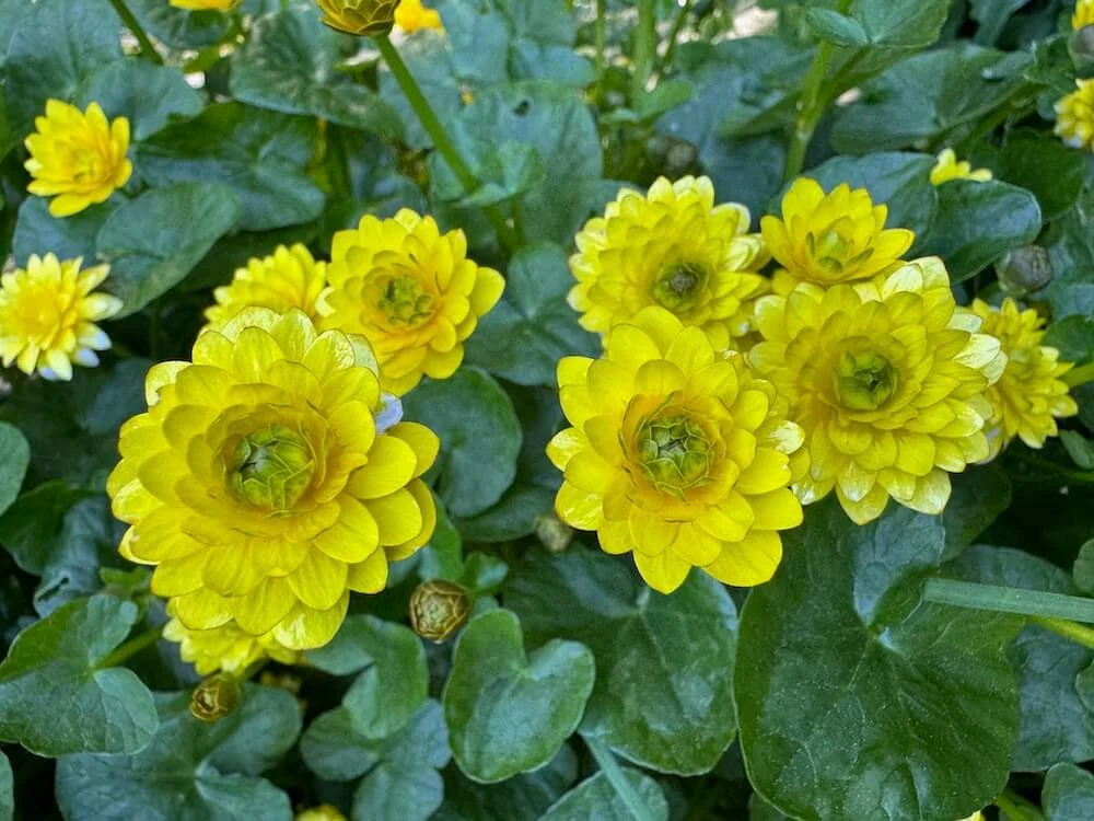 Ficaria verna 'Flore Pleno' | Flore Pleno Double Lesser Celandine