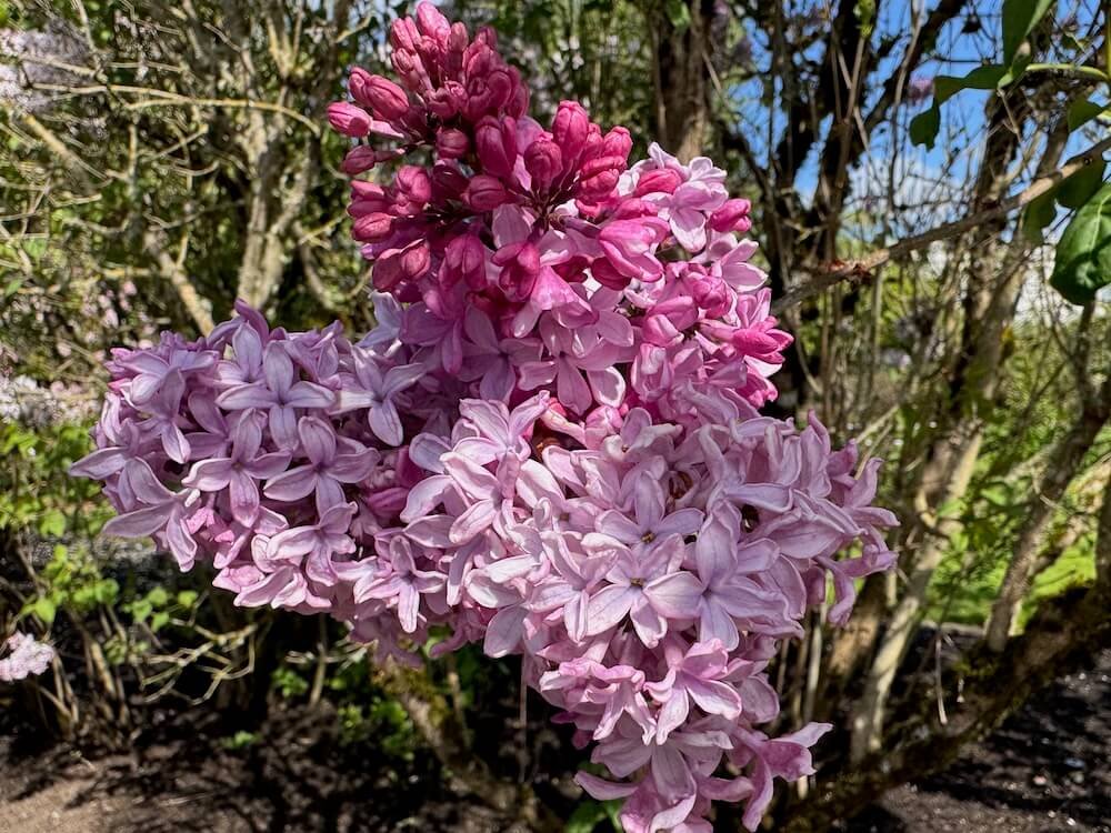 Syringa × hyacinthiflora 'Esther Staley' 01.jpeg