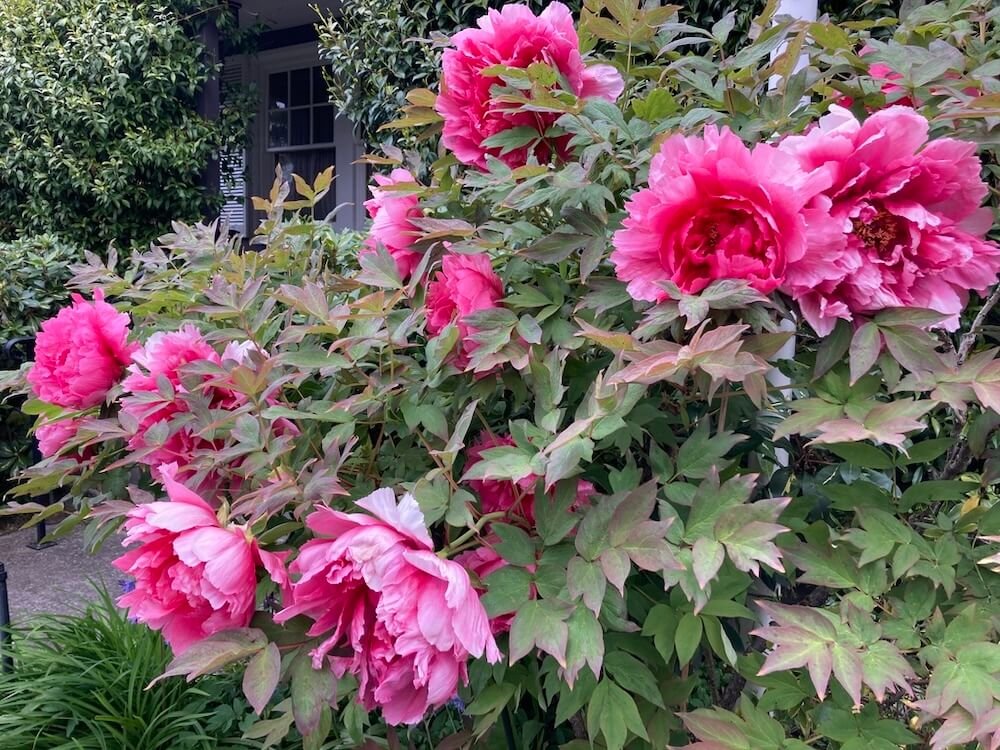 Paeonia x suffruticosa 'Zi Er Qiao' 08.jpeg