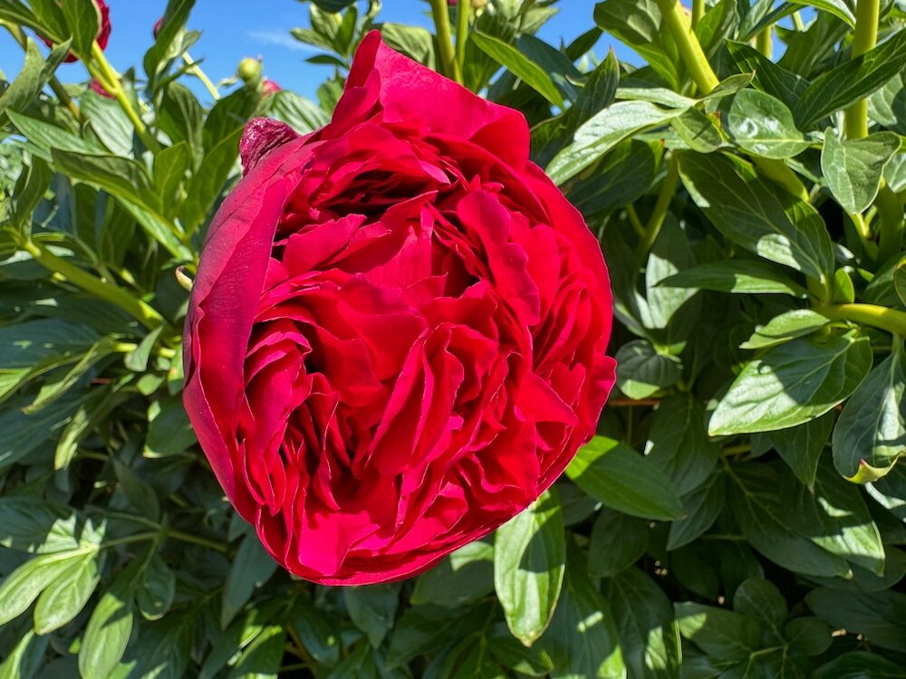Paeonia x lactiflora 'Carol' 01.jpeg