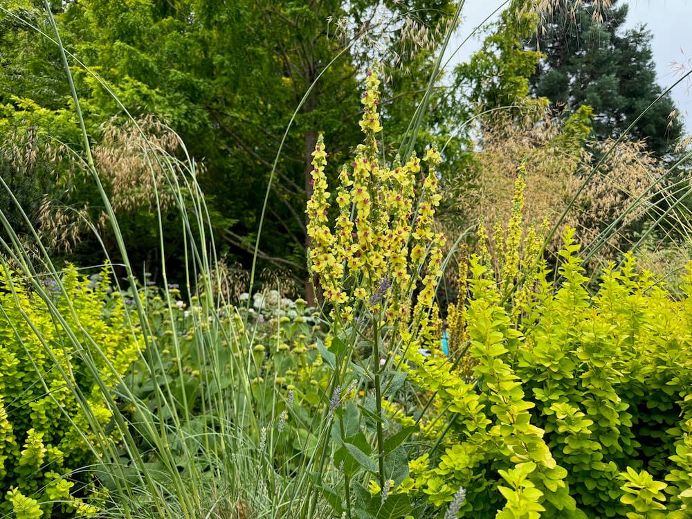 Verbascum nigrum 02.jpeg