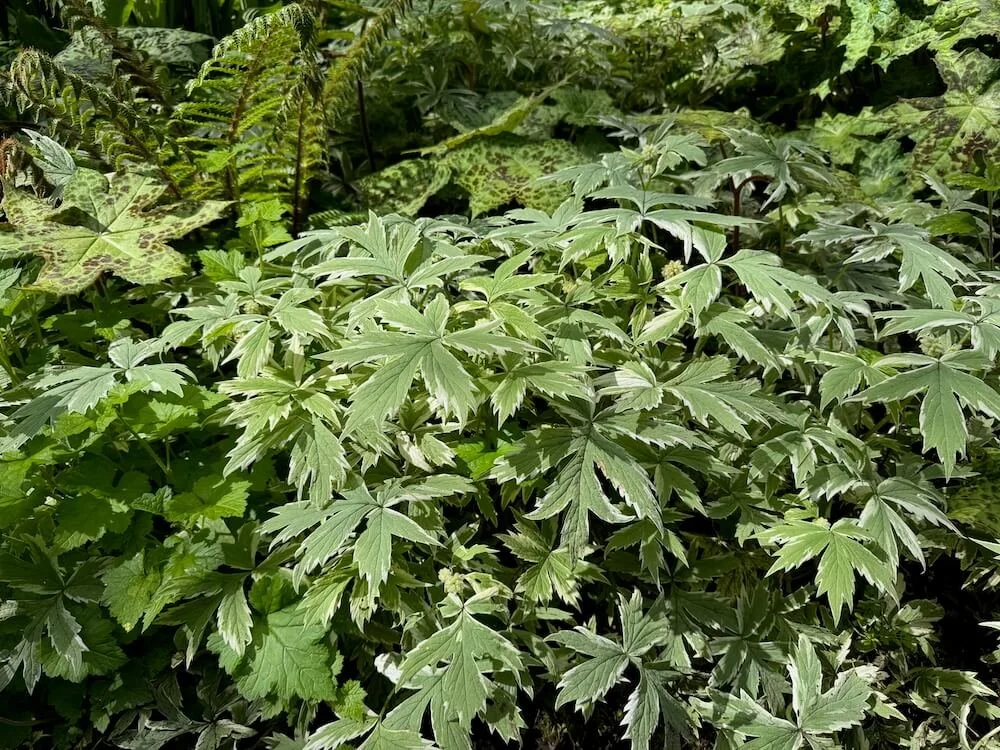 Hydrophyllum tenuipes 'EP Variegated'v03.jpeg (Copy)