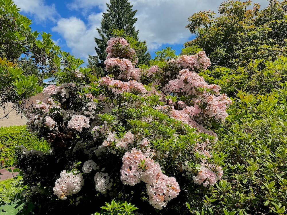 Kalmia latifolia 02.jpeg