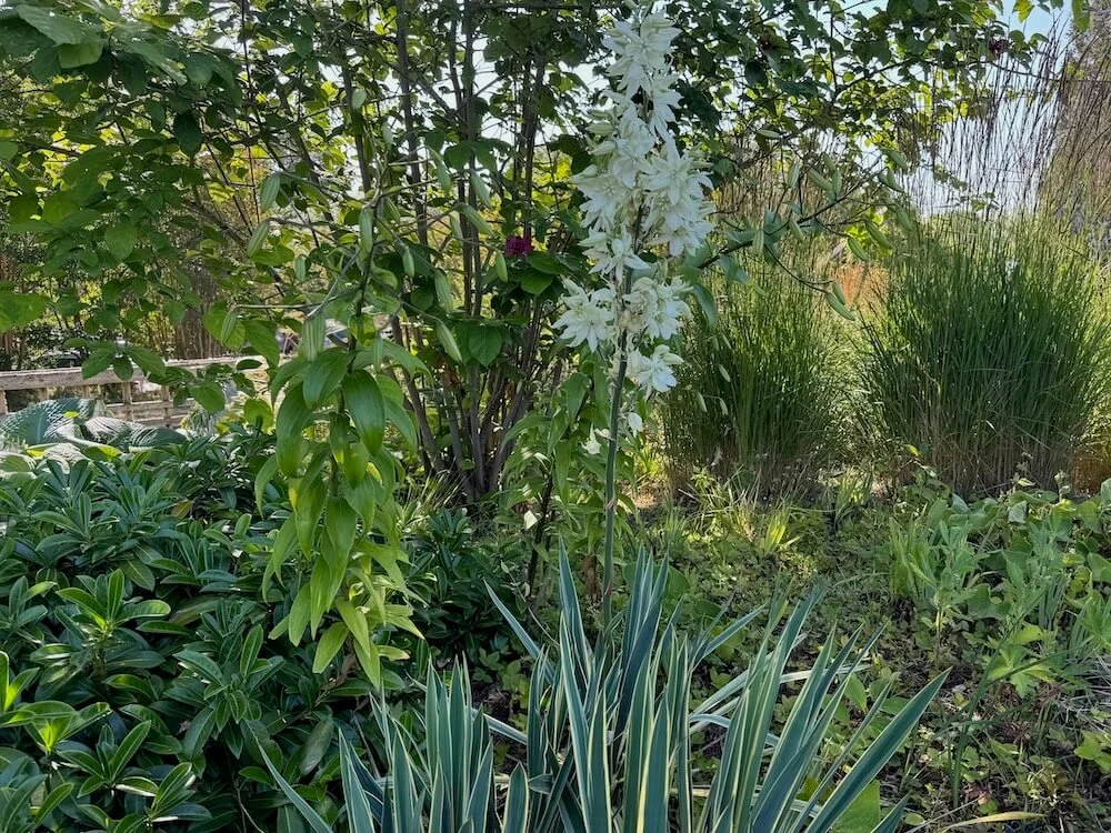 Yucca filamentosa 'Bright Edge' 03.jpeg
