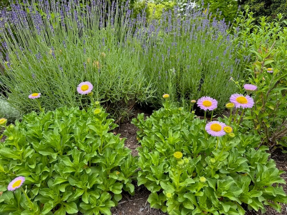 Erigeron glaucus 'Bountiful' 02.jpeg
