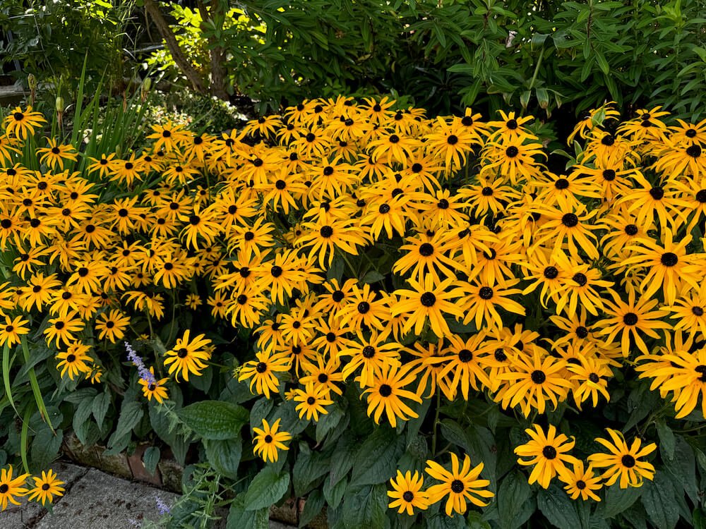 Rudbeckia fulgida var. sullivantii 'Goldsturm' 06.jpeg