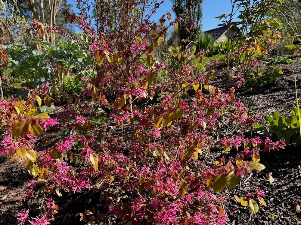 Loropetalum chinense 'Sizzling Pink' 03.jpeg