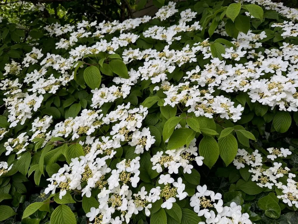 Viburnum plicatum ‘Mariesii’ | Doublefile Viburnum