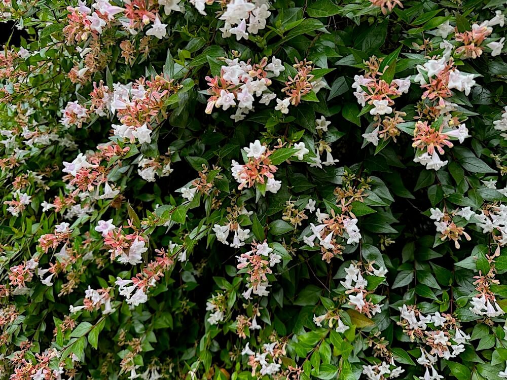 Abelia x grandiflora 04.jpeg