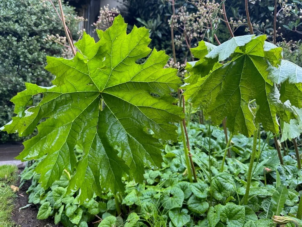 Darmeria peltata 05.jpeg