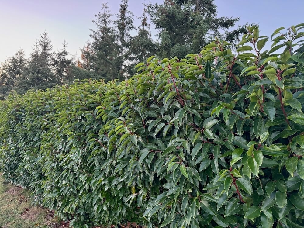 Prunus lusitanica 'Angustifolia' 07.jpeg