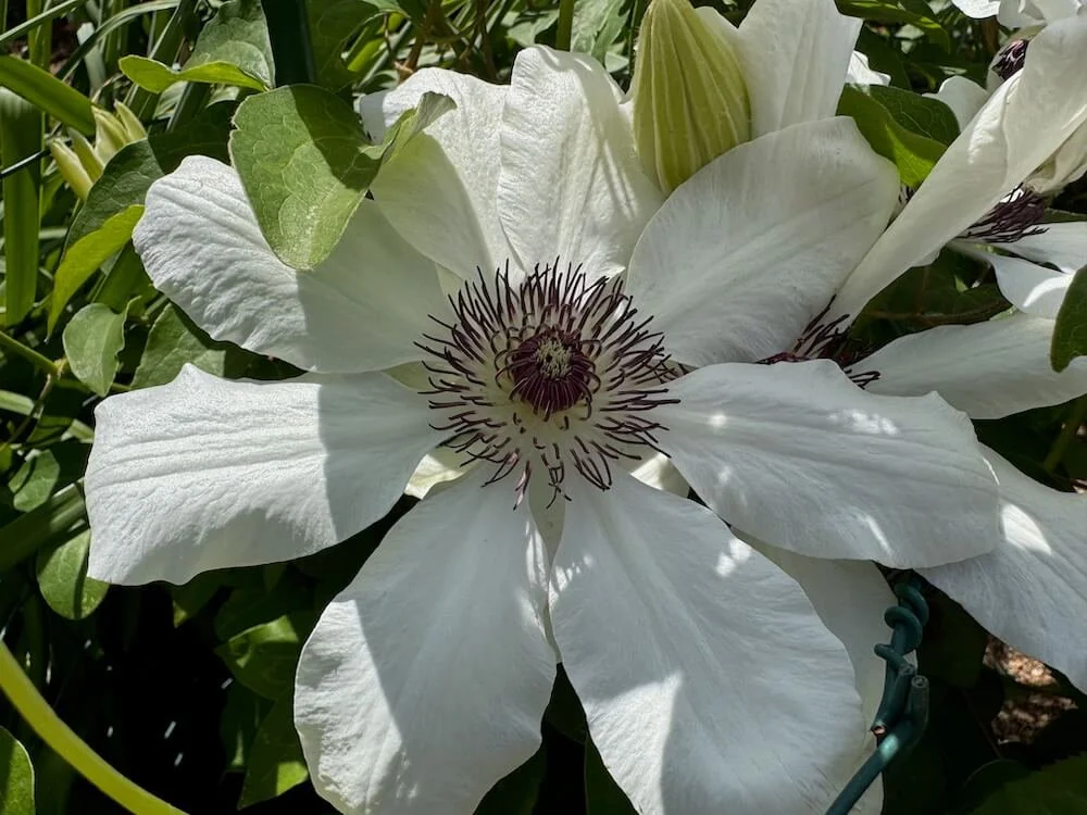 Clematis 'Miss Bateman' 02.jpeg