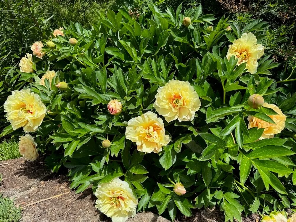 Paeonia x intersectional 'Canary Brilliants' 02.jpeg